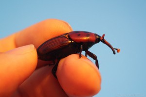 το κόκκινο σκαθάρι του φοίνικα , Red Palm Weevil ή Asian palm weevil ή Rhynchophorus ferrugineus ή beetle of Palms ή κόκκινο ρυγχωτό σκαθάρι ήκόκκινος ρυγχωτός κάνθαρος.